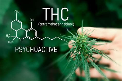  THC is the psychoactive part of the plant and at this time is illegal for a veterinarian to prescribe to patients